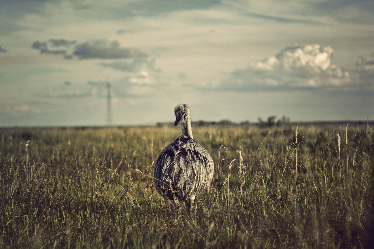 ostrich bird large free photo