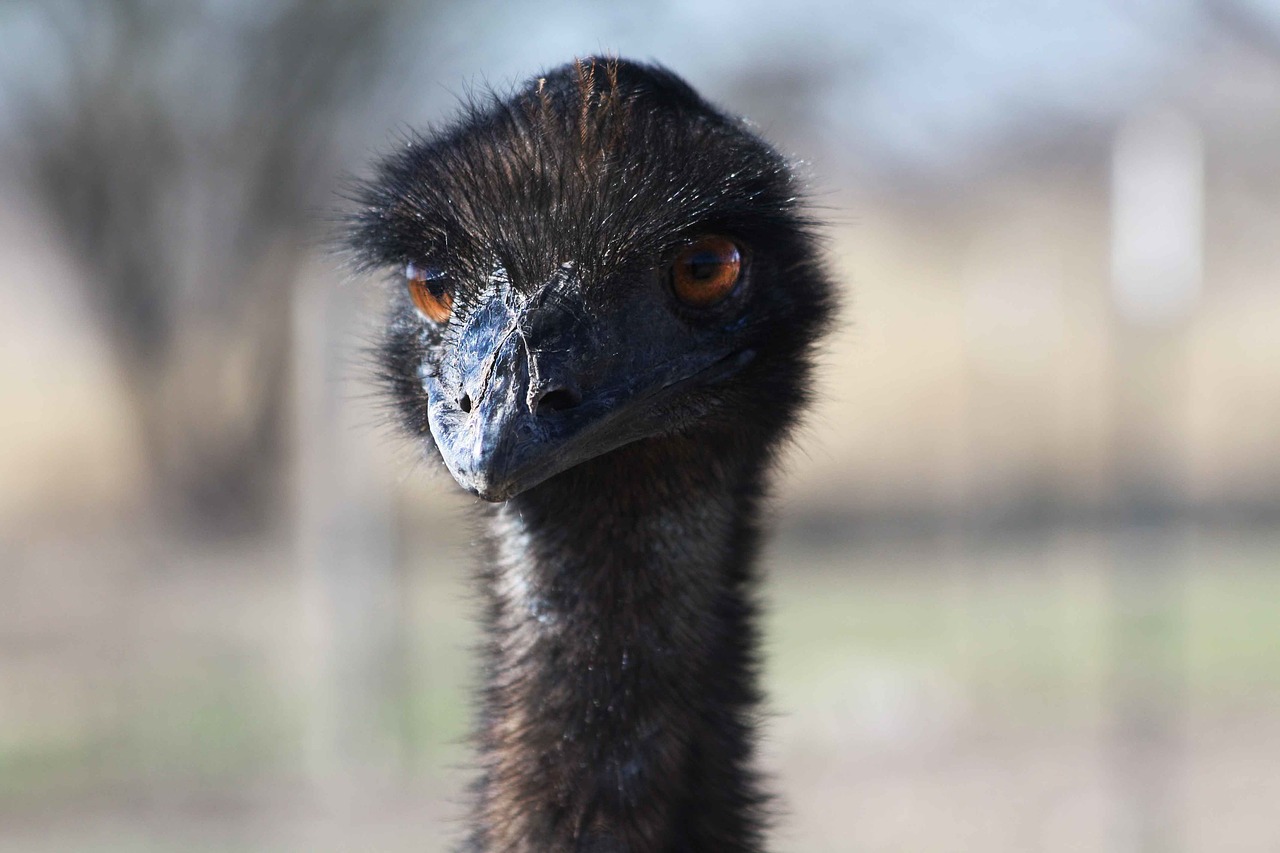 ostrich bird head free photo