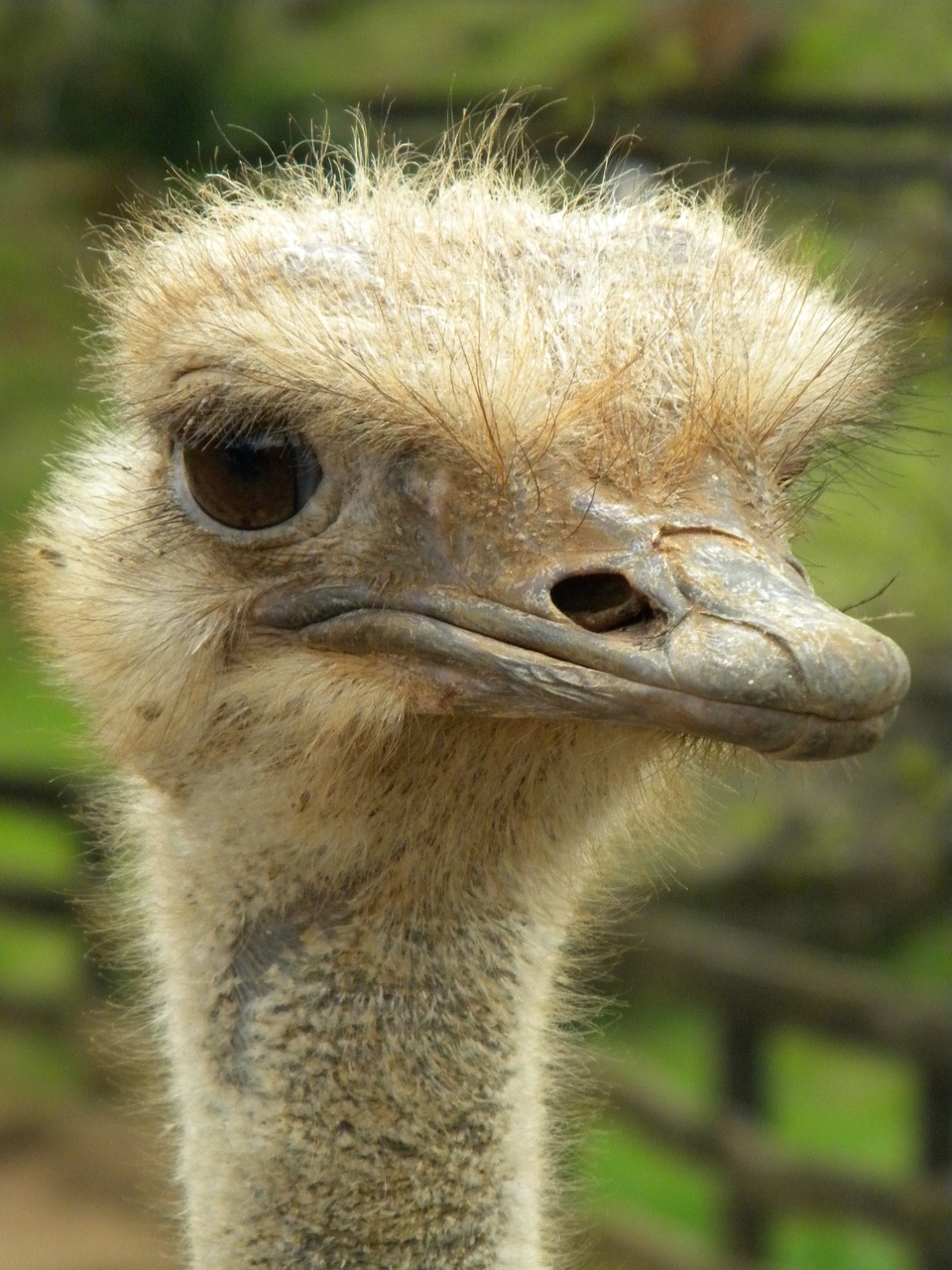 ostrich eyes animals free photo