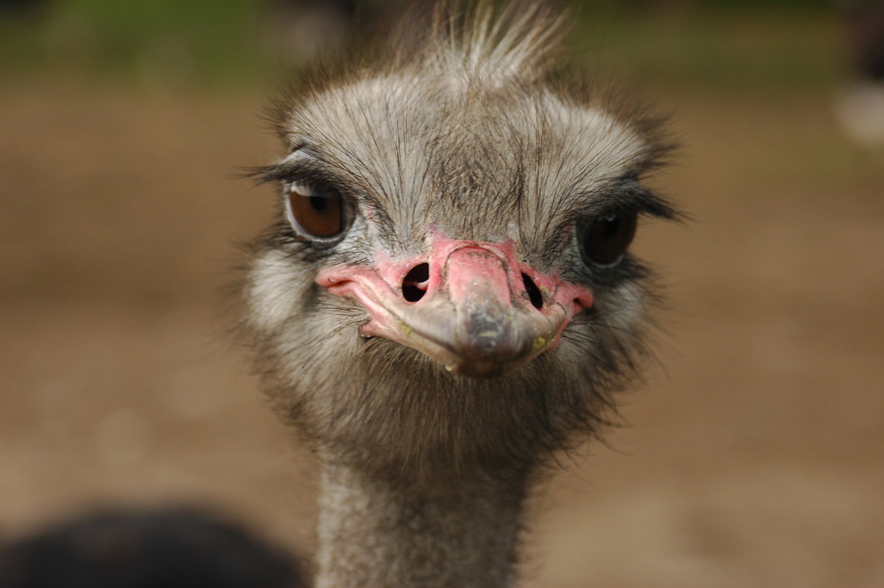 ostrich bird head free photo