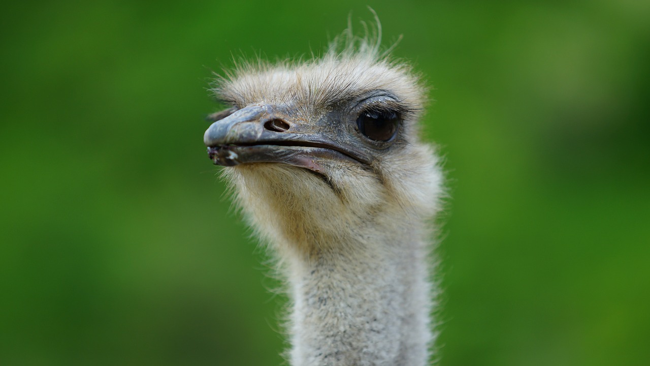 ostrich new birds free photo