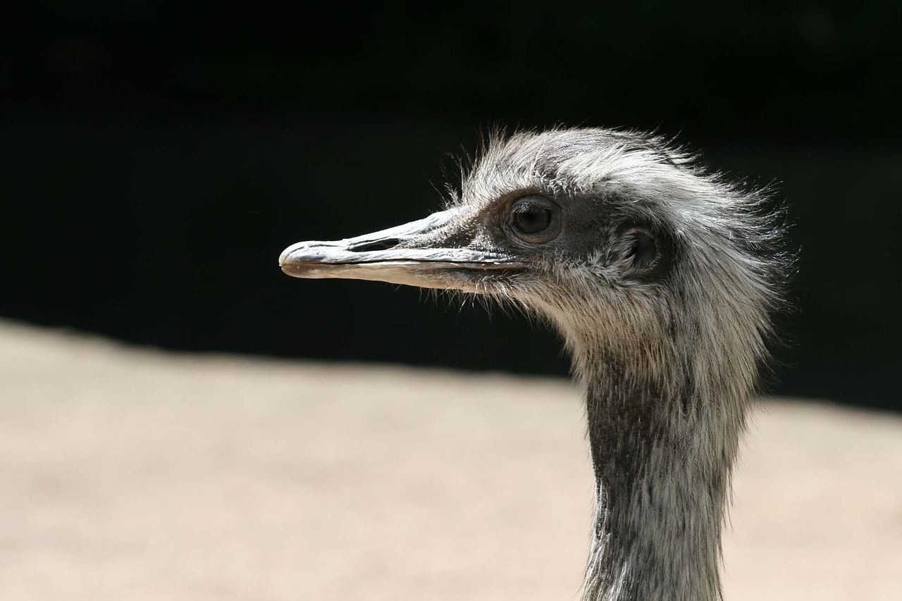 ostrich strauss zoo free photo