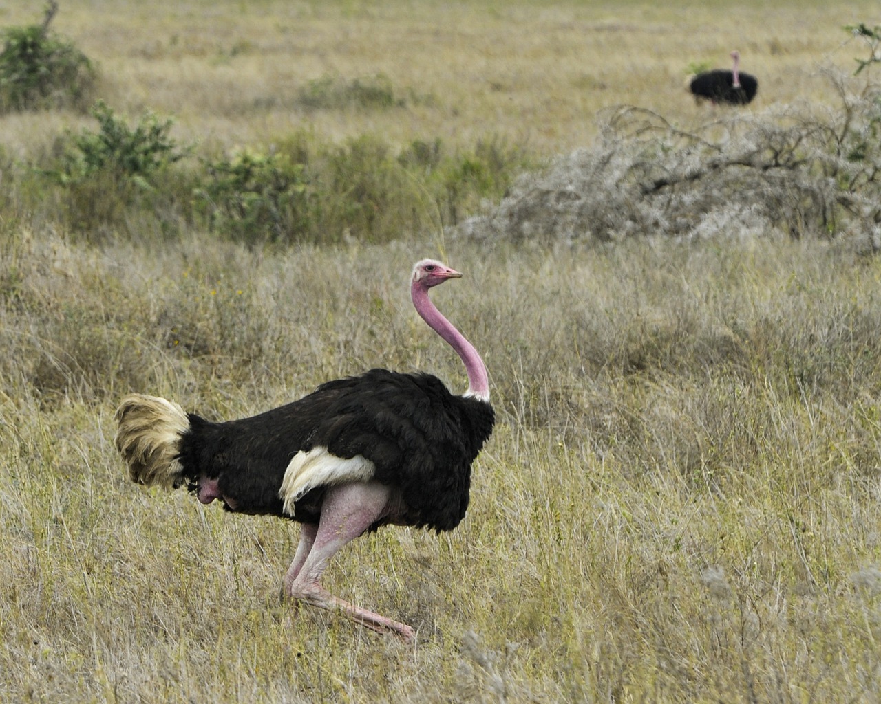 ostrich bird wildlife free photo