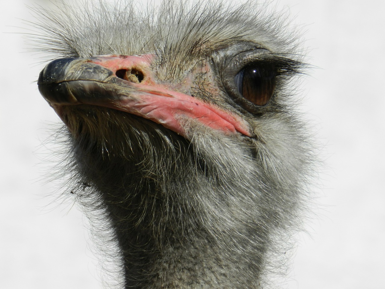 ostrich south africa ostriches free photo