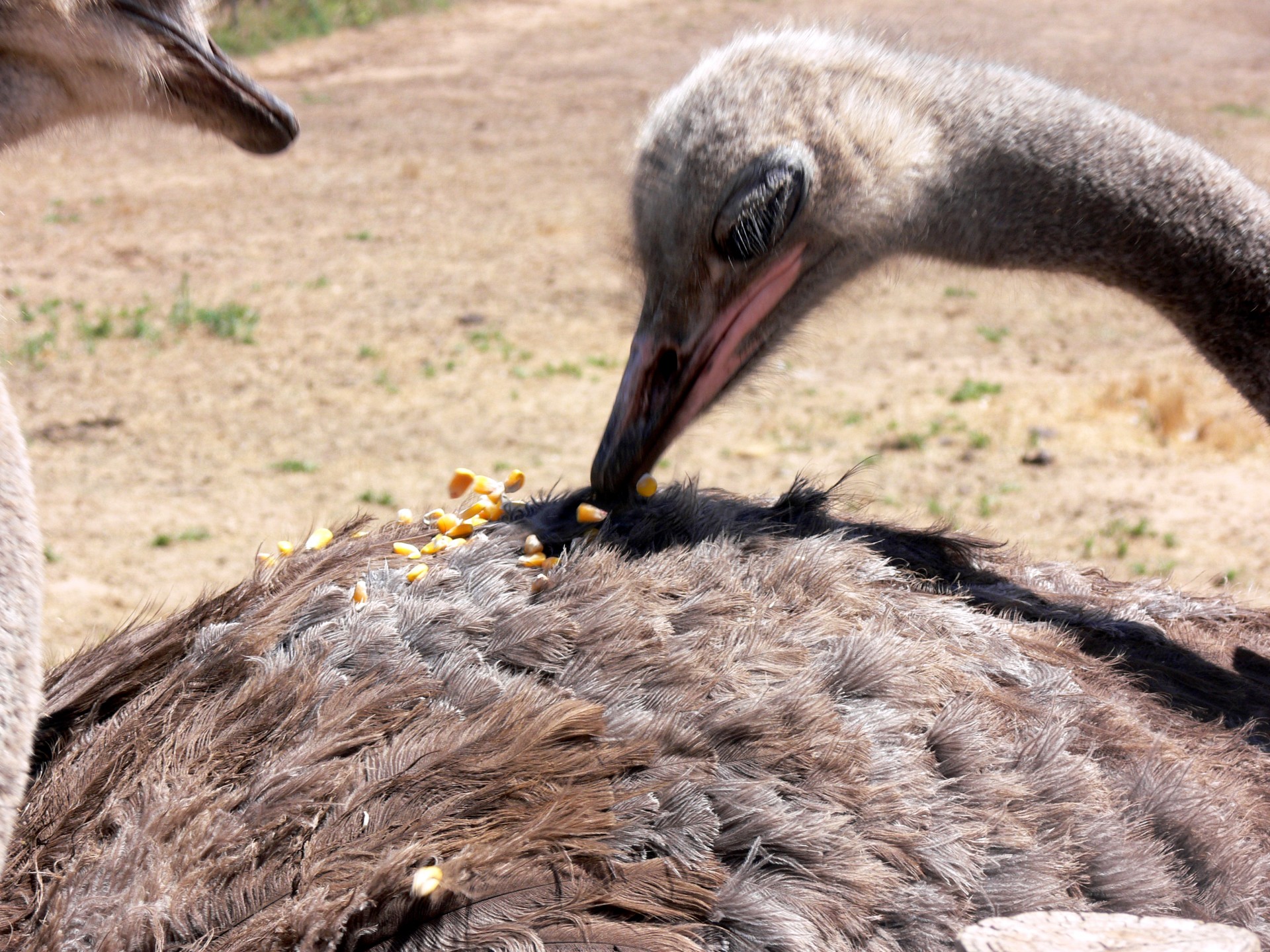 ostrich corn eat free photo