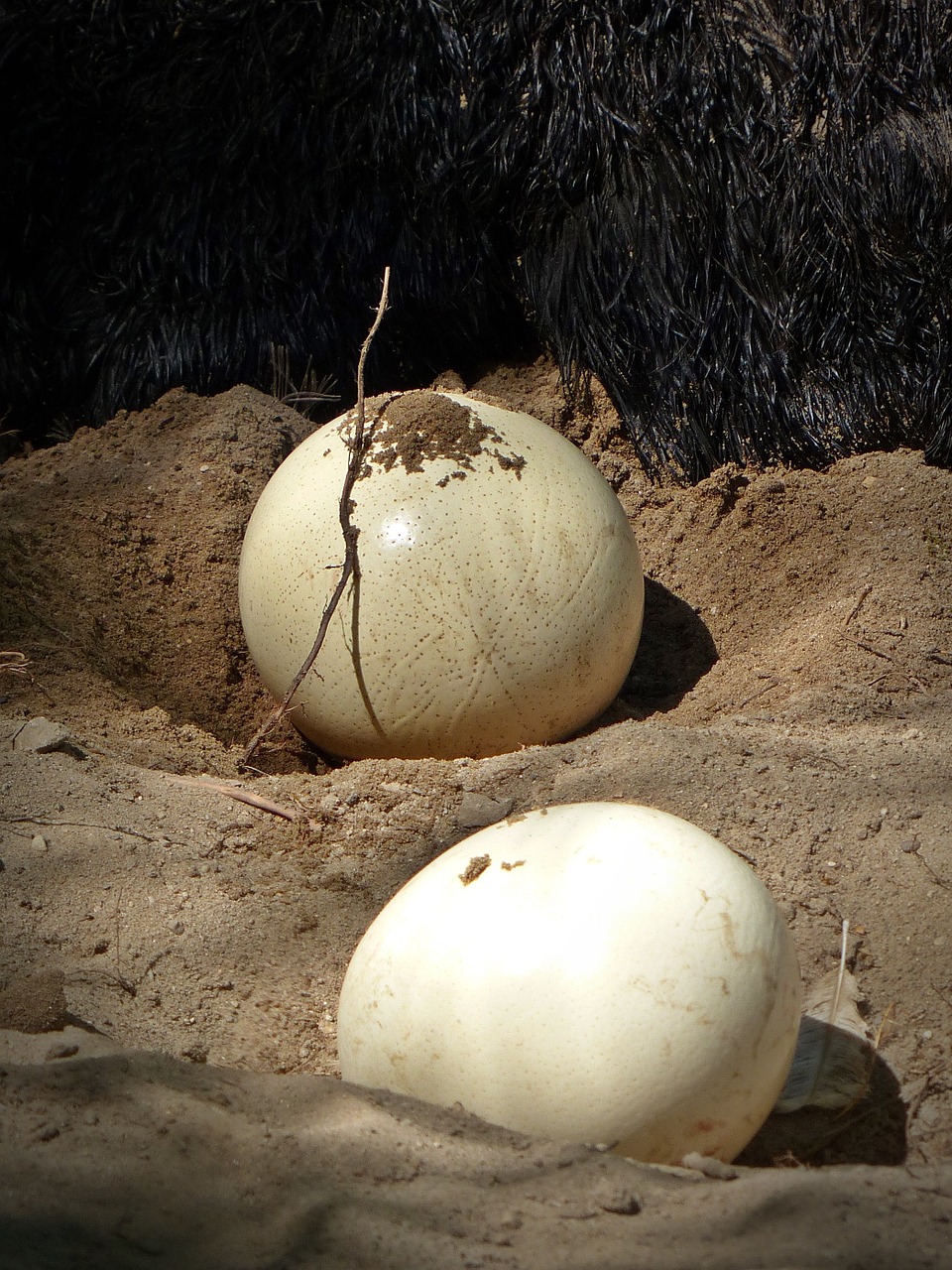 ostrich egg breed bird free photo