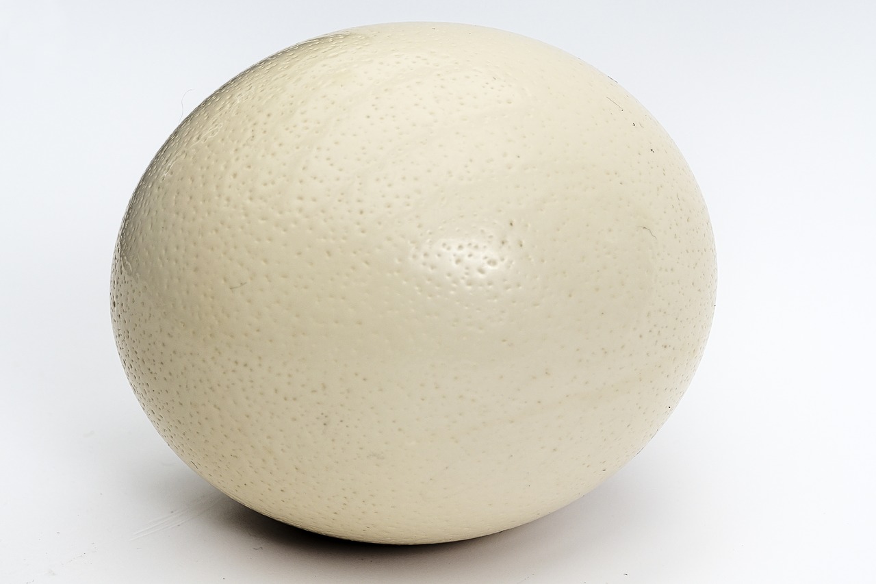 ostrich egg egg large egg free photo