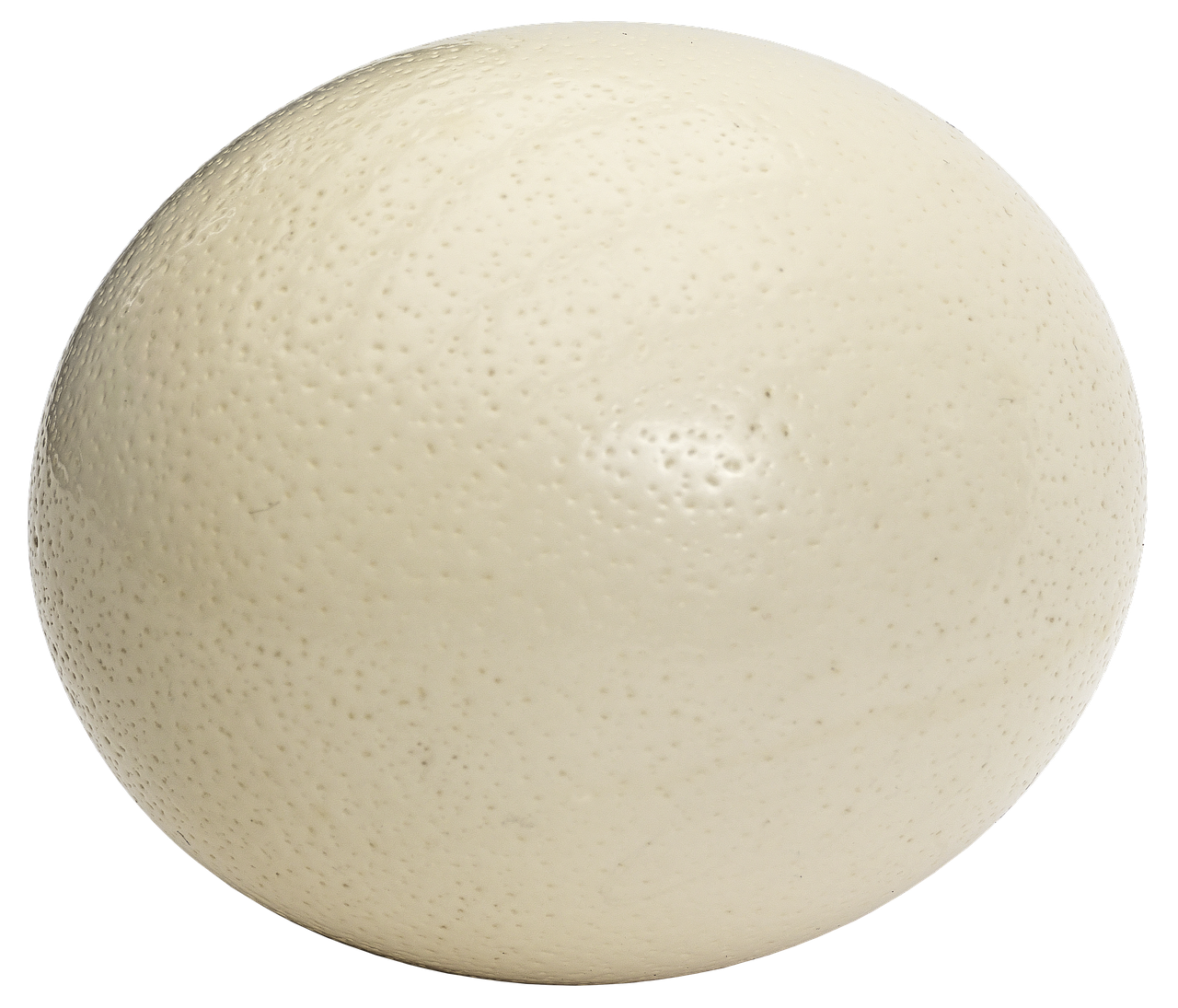 ostrich egg egg large egg free photo