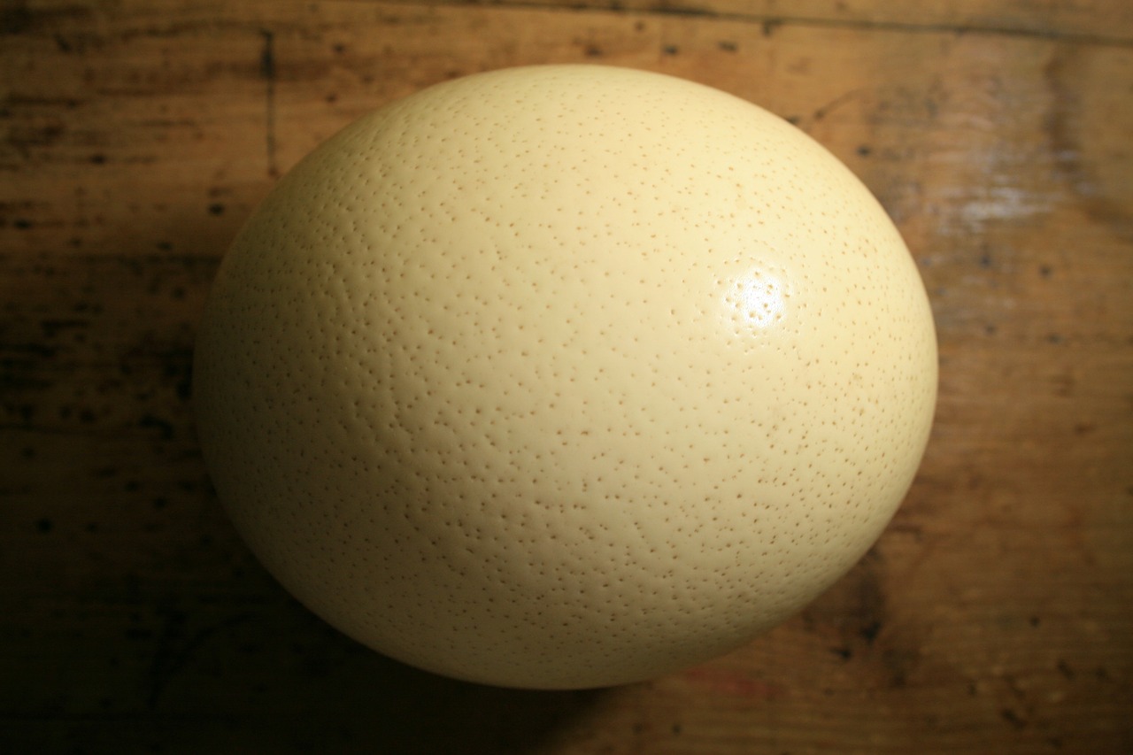 ostrich egg shell egg free photo