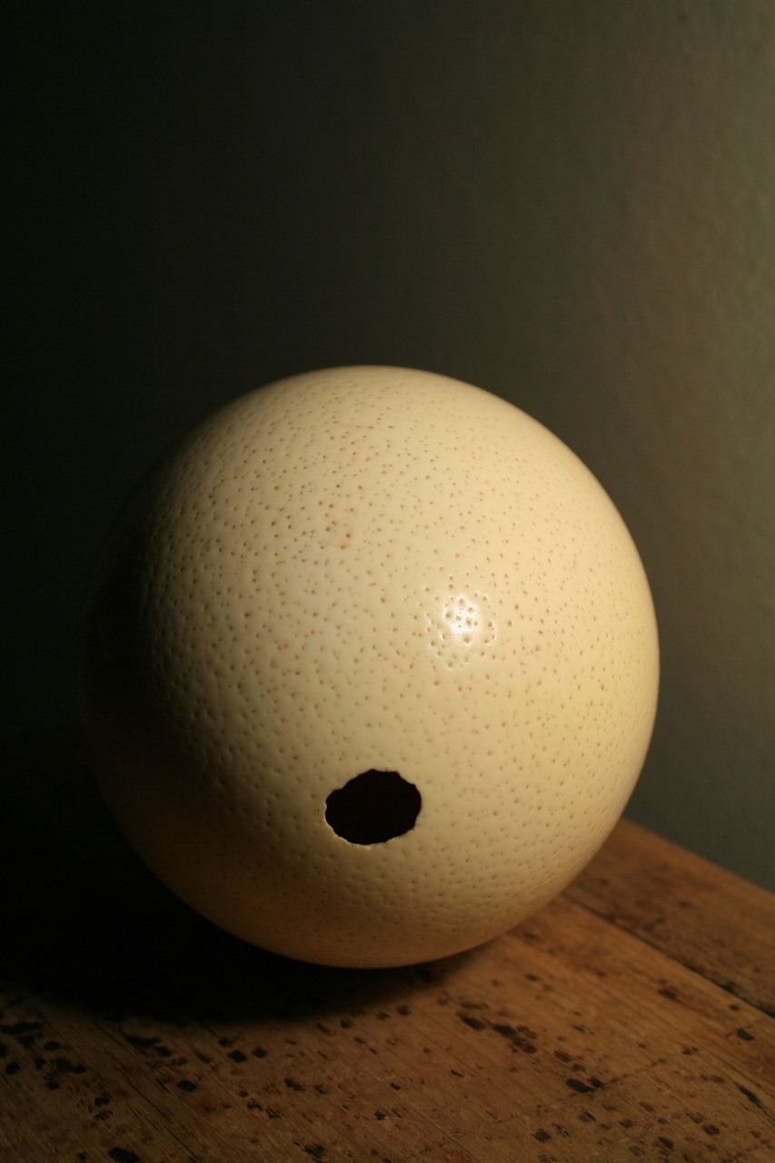 ostrich egg shell egg free photo