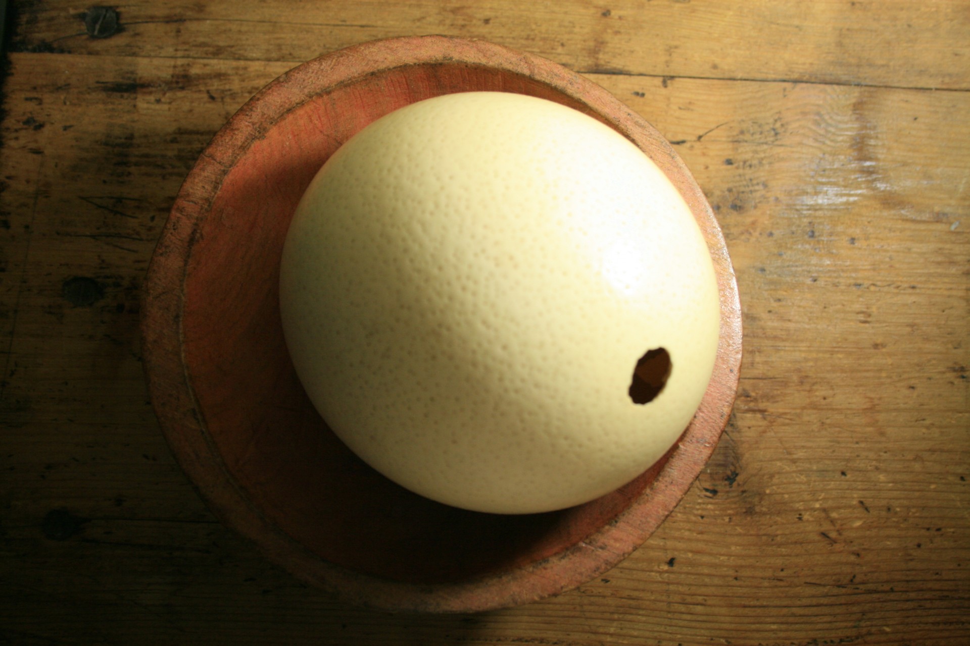 ostrich egg shell free photo