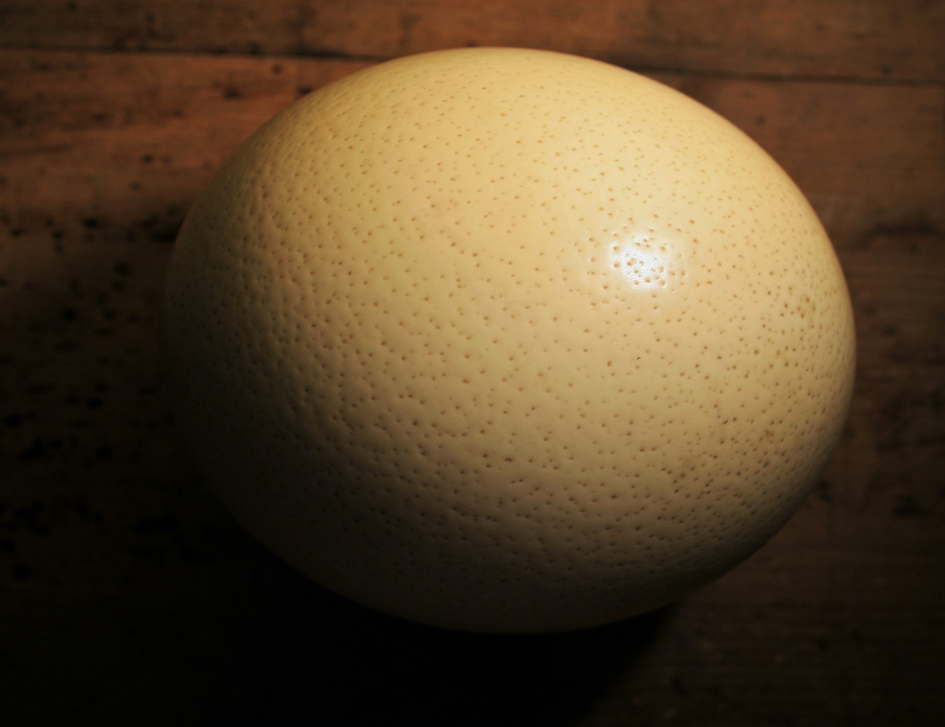 ostrich egg shell free photo