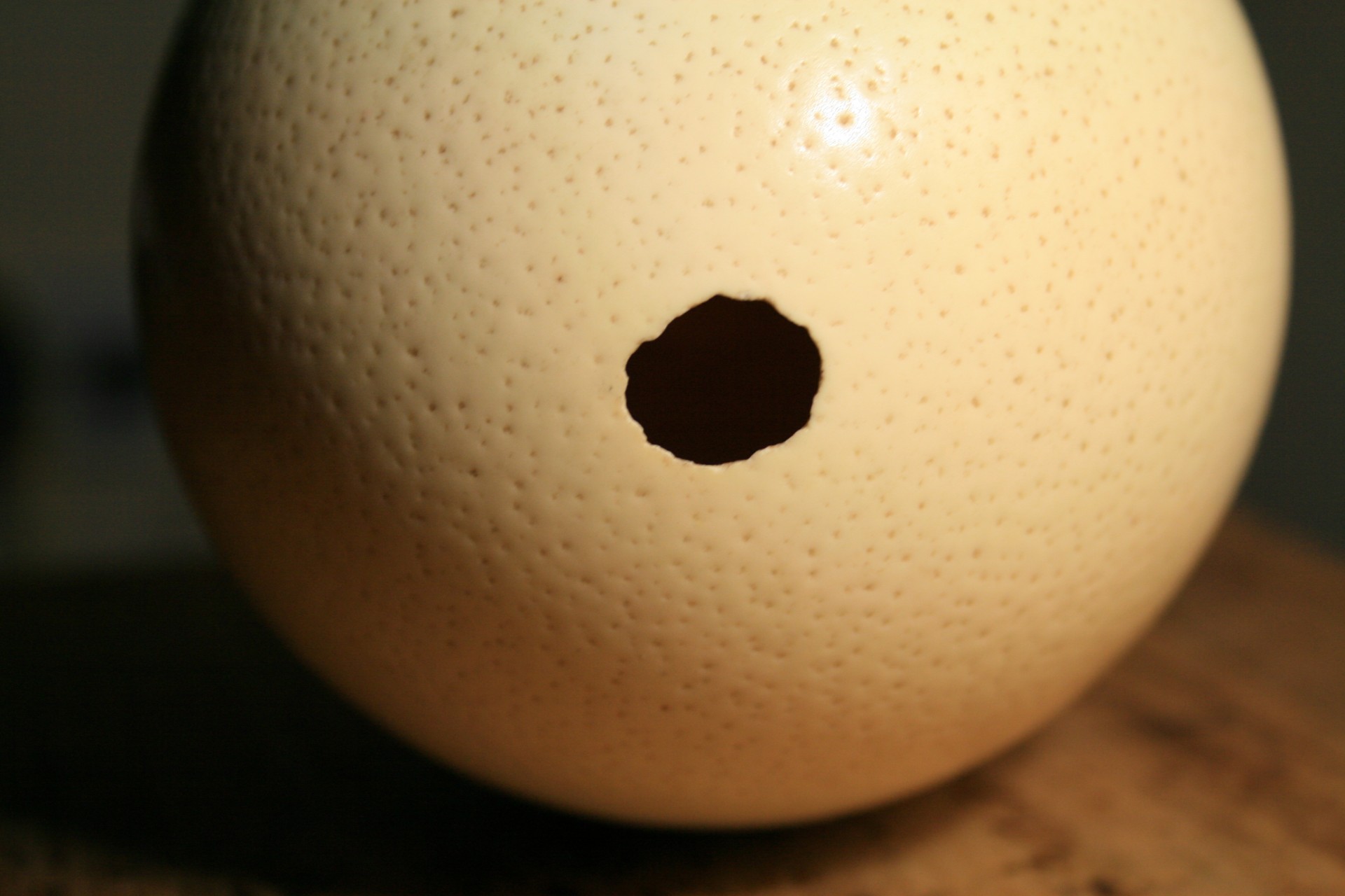 Ostrich Egg Shell