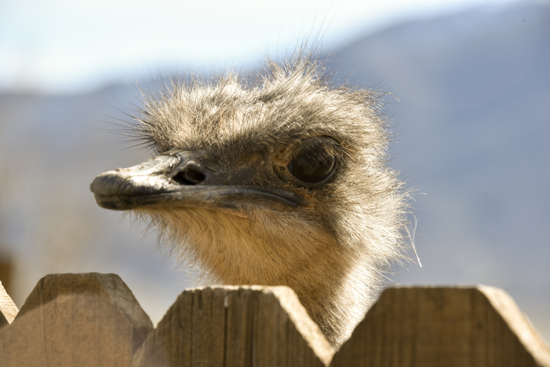 ostrich face looking free photo