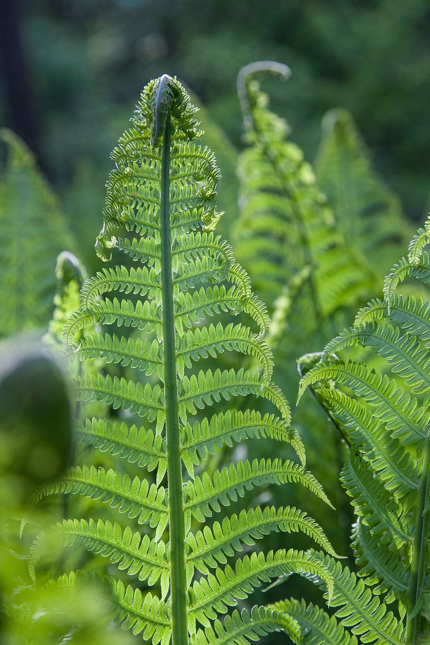 fern ostrich fern tricholomopsis rutilans free photo