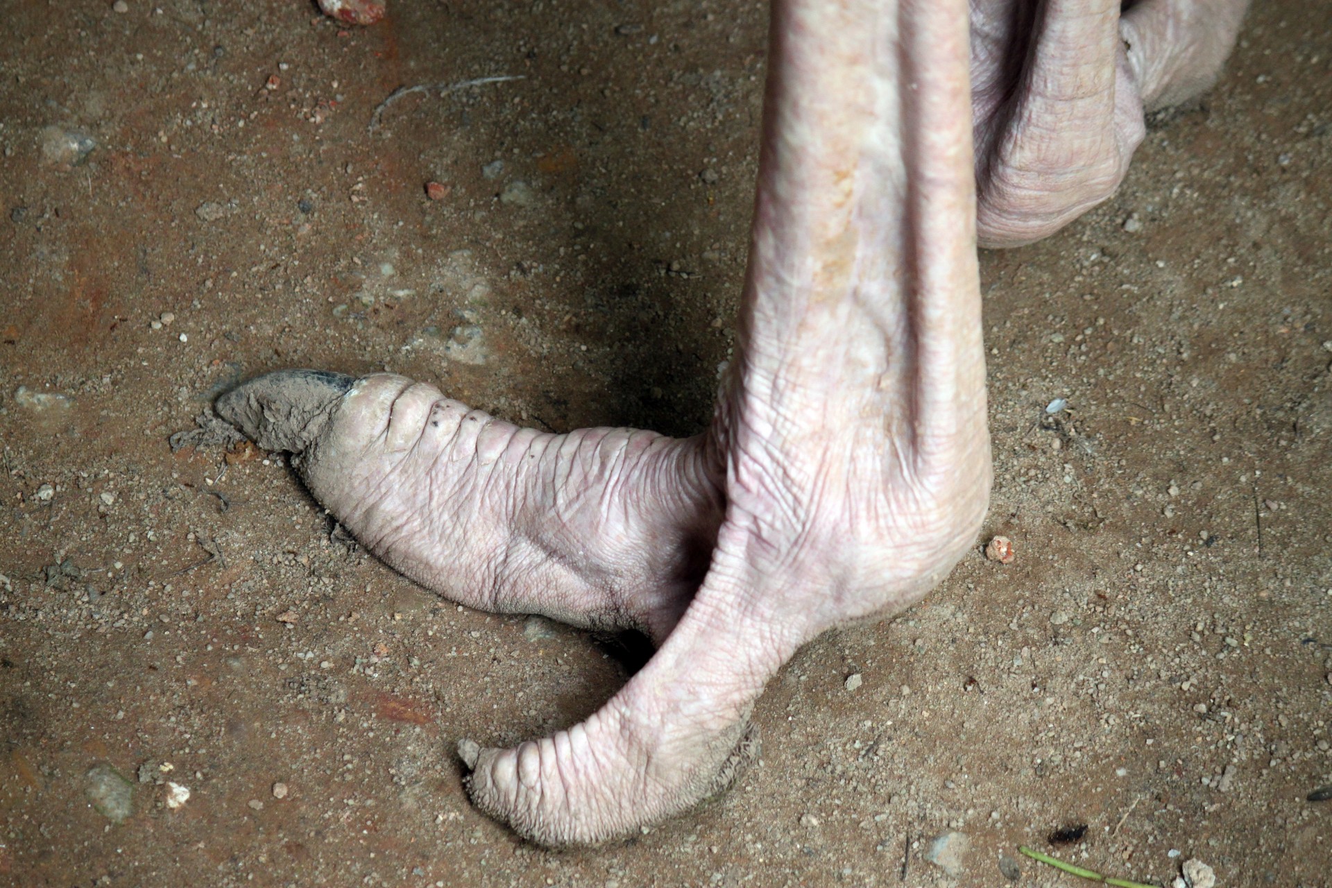ostrich foot jurong free photo