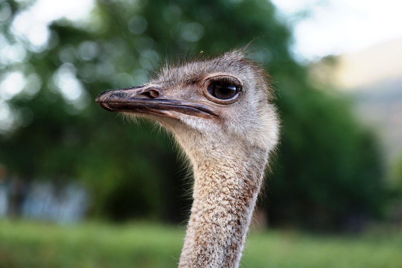 ostrich head bird land animal free photo