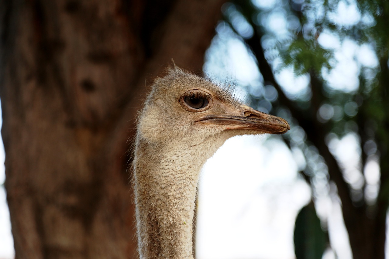 ostrich head bird land animal free photo