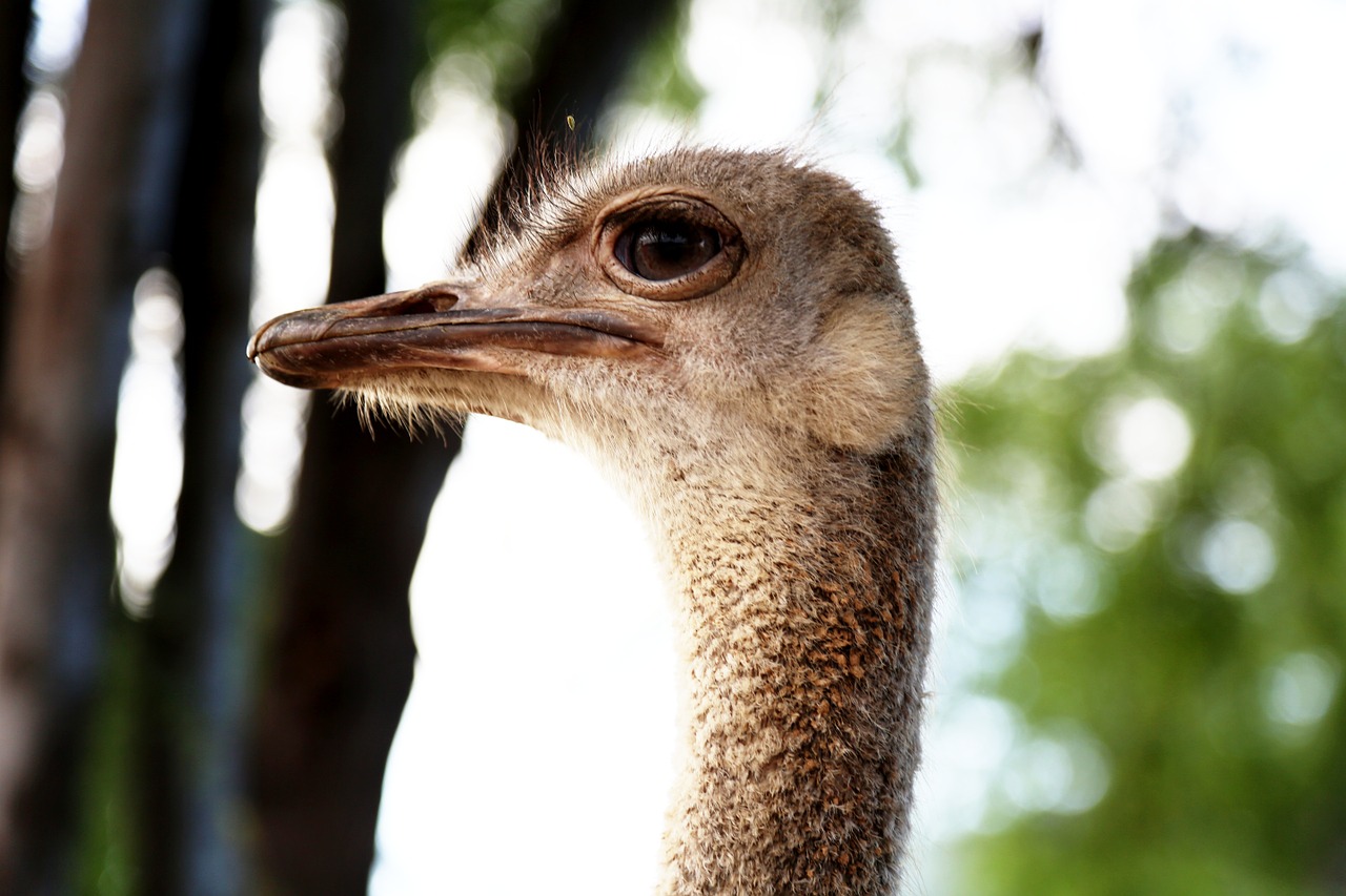 ostrich head bird land animal free photo