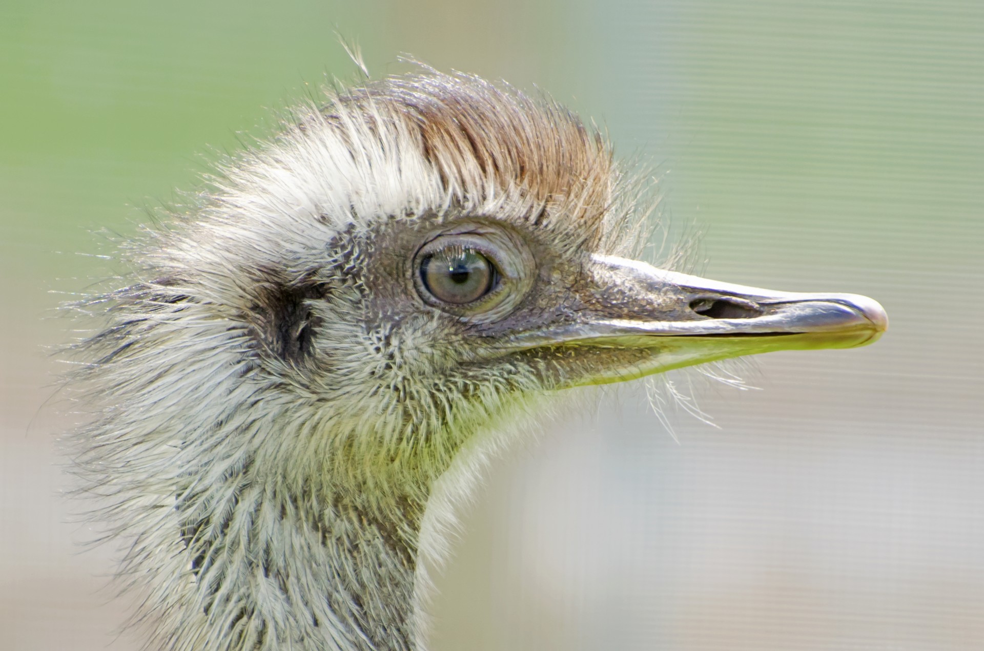 ostrich head closeup free photo