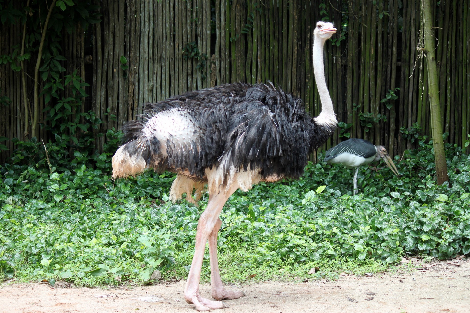 ostrich jurong bird free photo