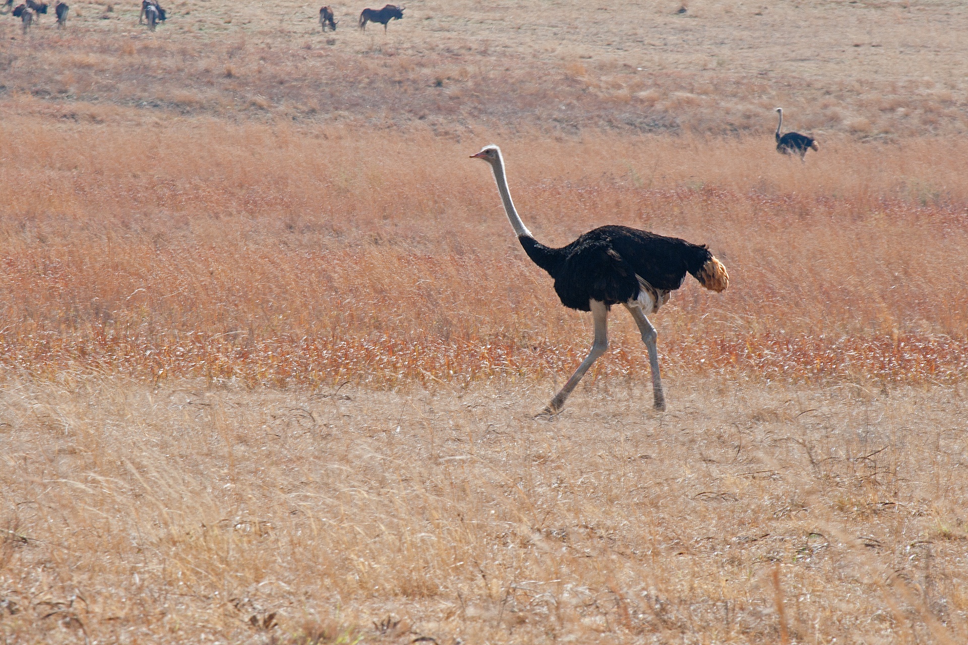 ostrich bird game free photo
