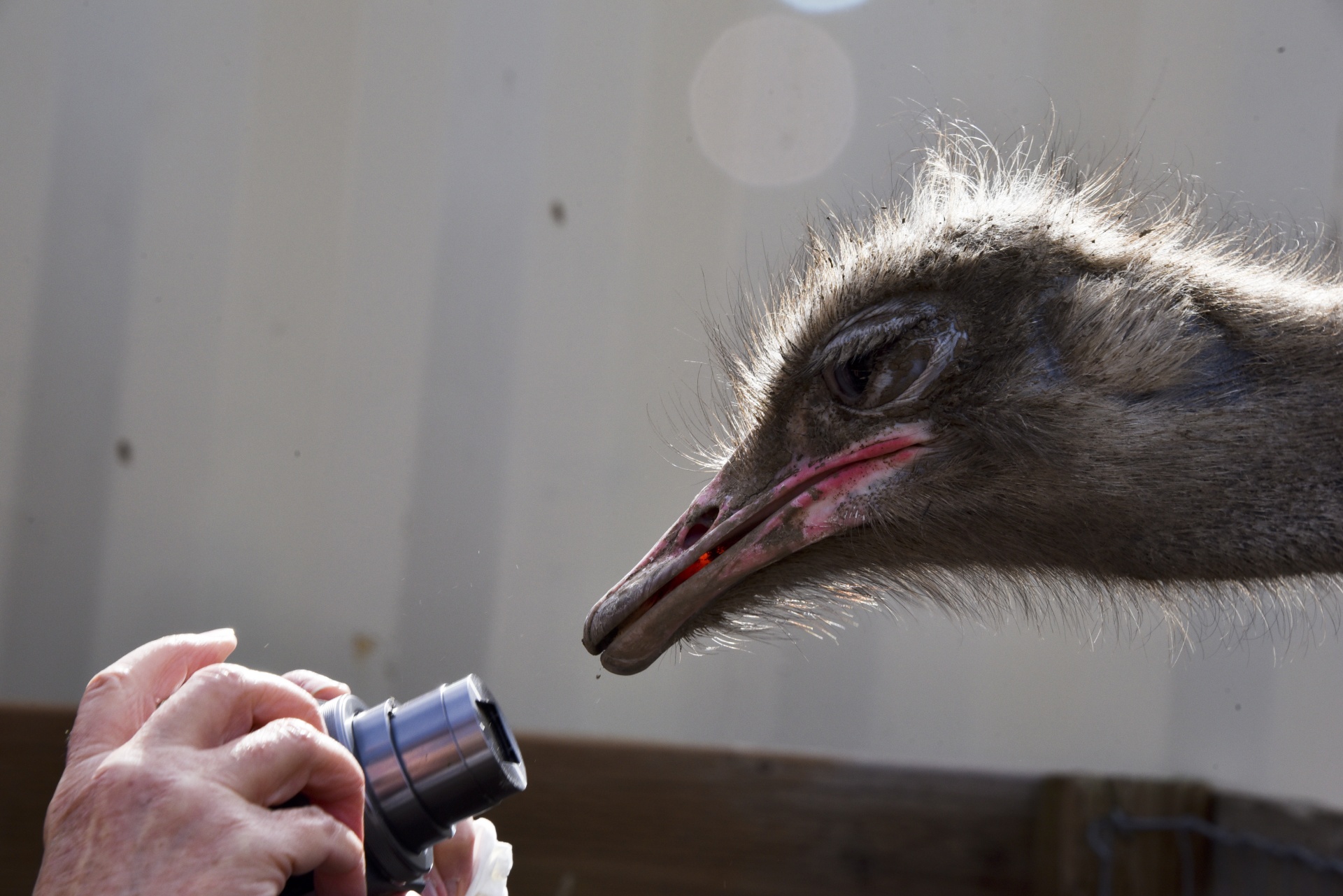 ostrich camera looking free photo