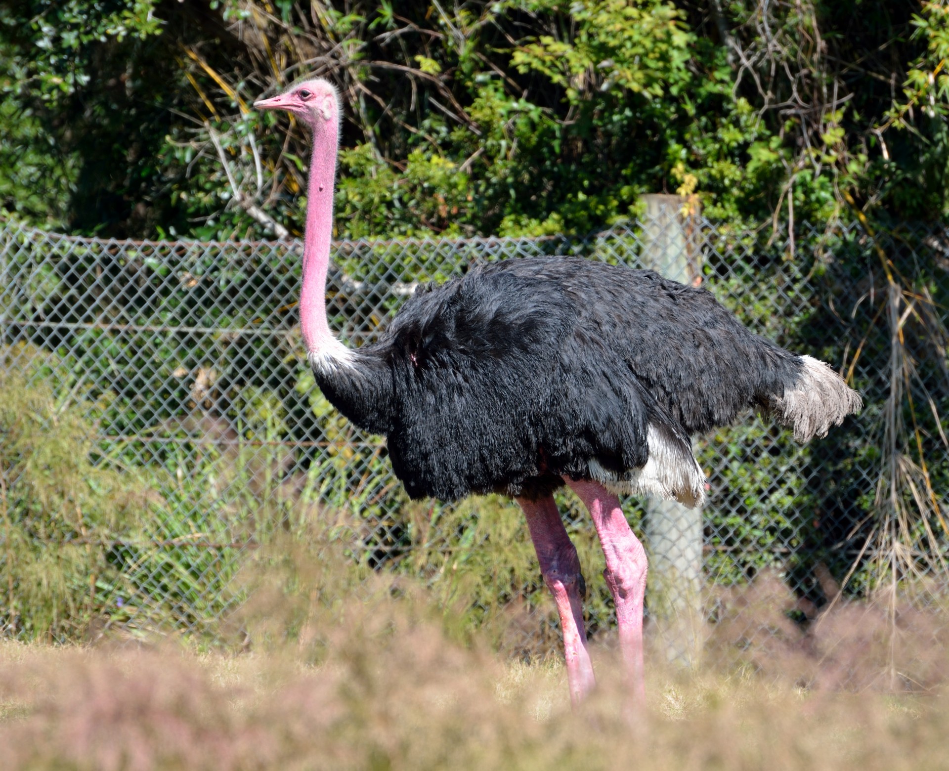 bird animal nature free photo