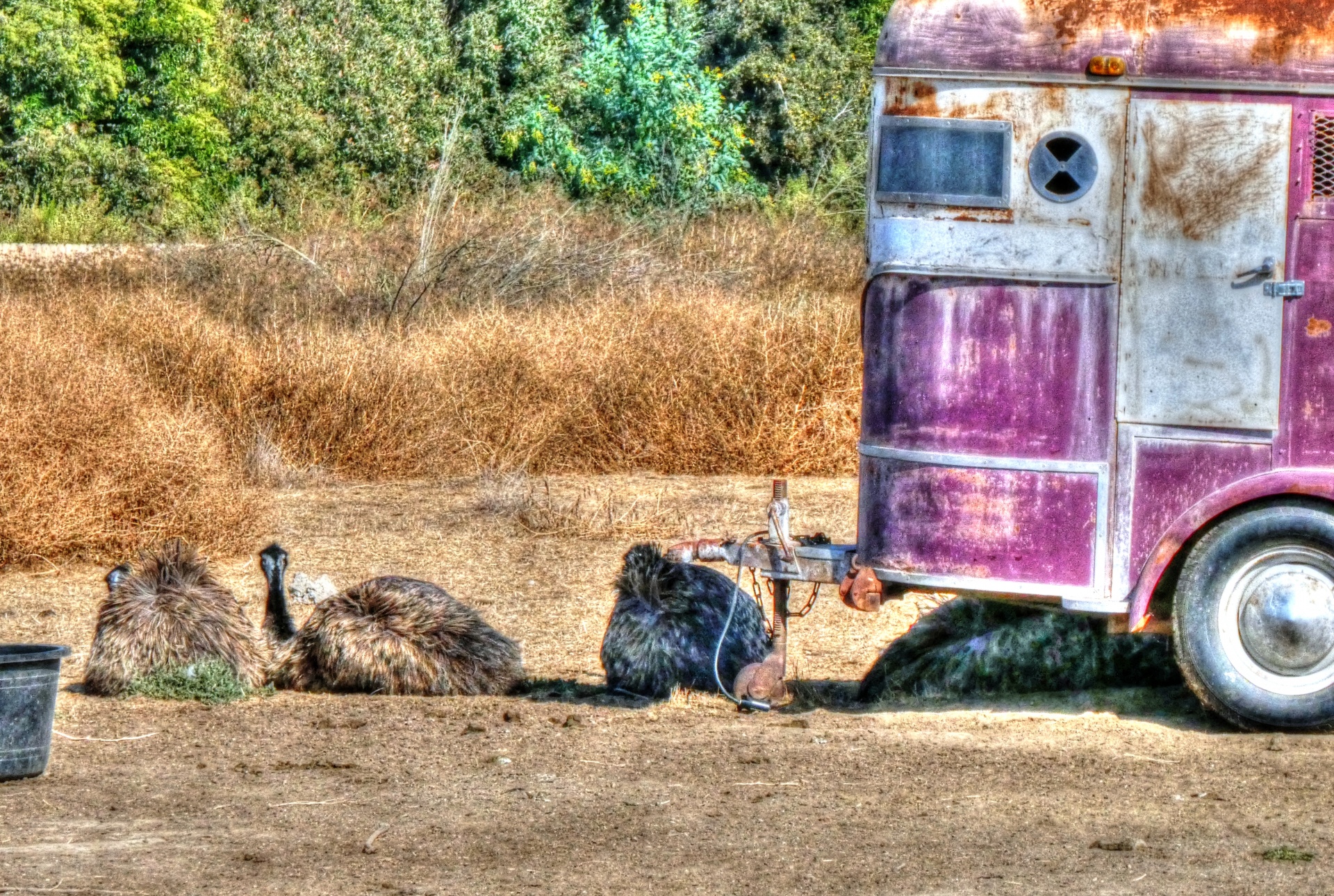 ostrich ostriches bird free photo