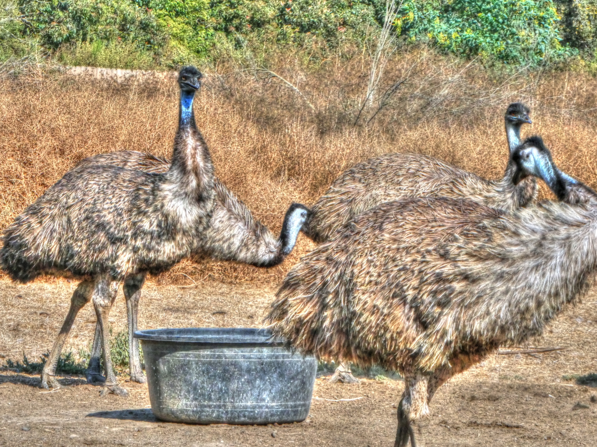 ostrich ostriches bird free photo