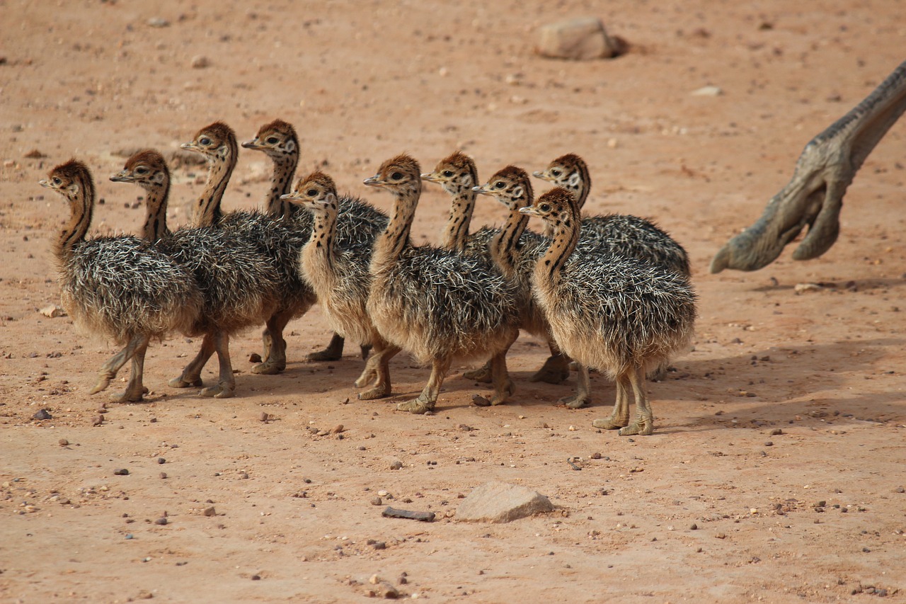 ostriches young ostriches animals free photo