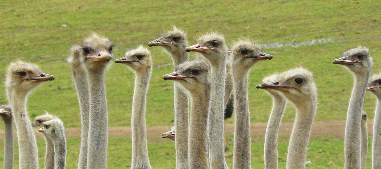 ostriches strauss bouquet free photo