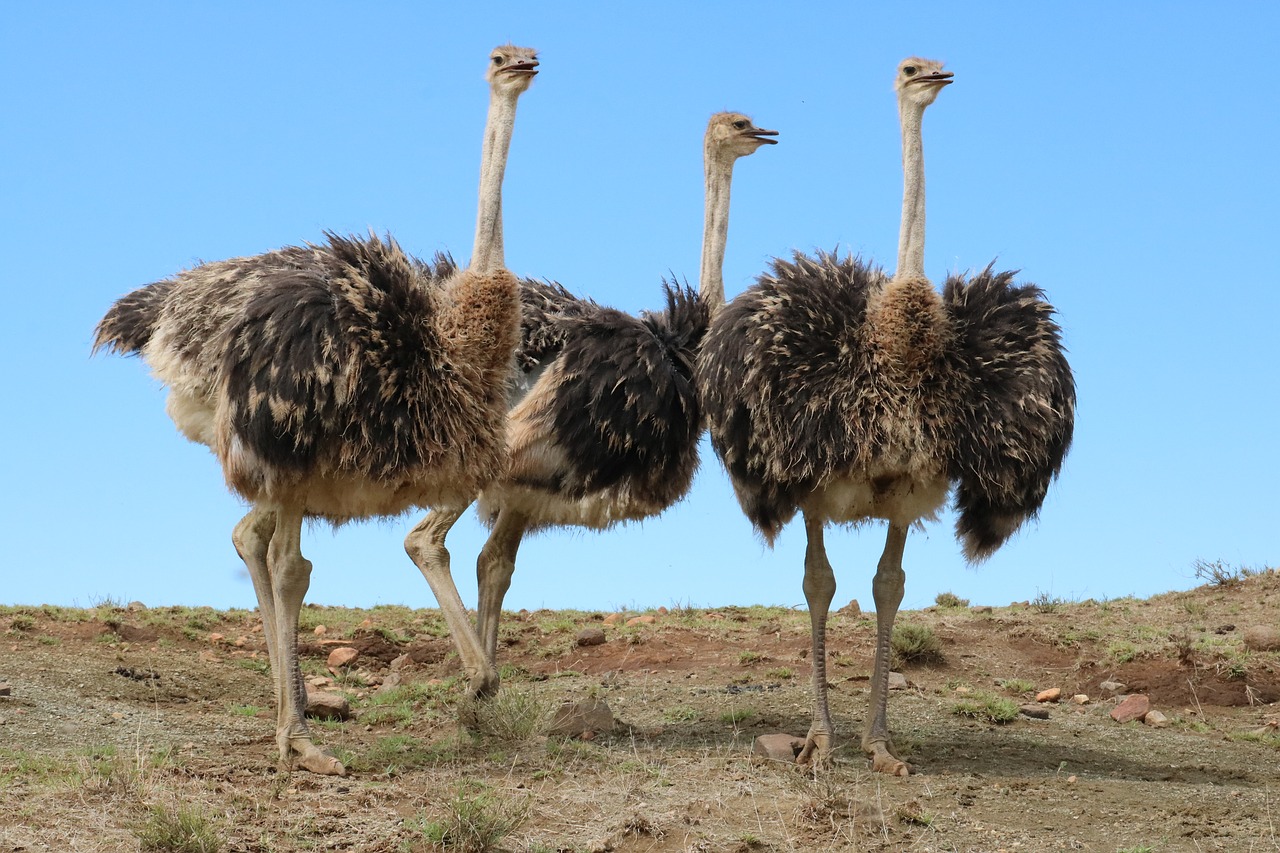 ostriches  bird  bouquet free photo
