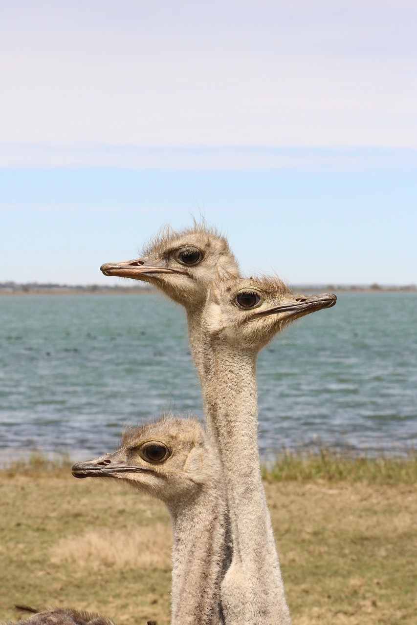 ostriches  bird  flightless bird free photo