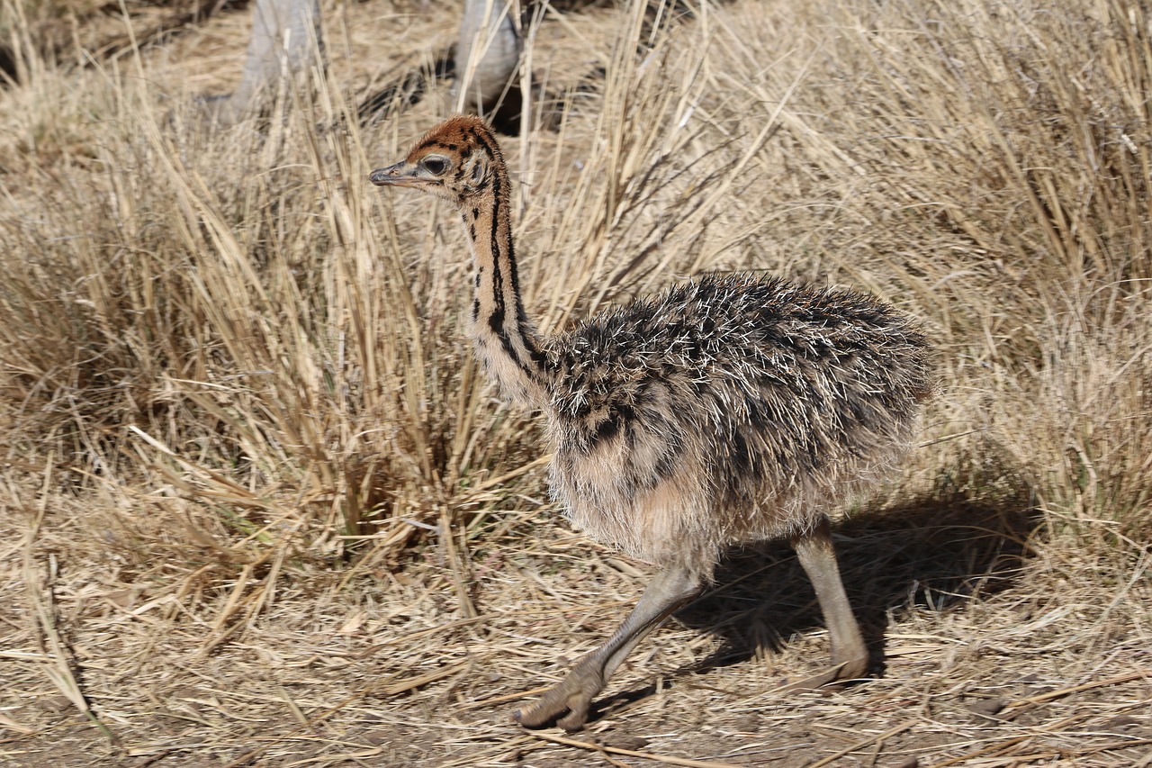 ostriches  bird  flightless bird free photo