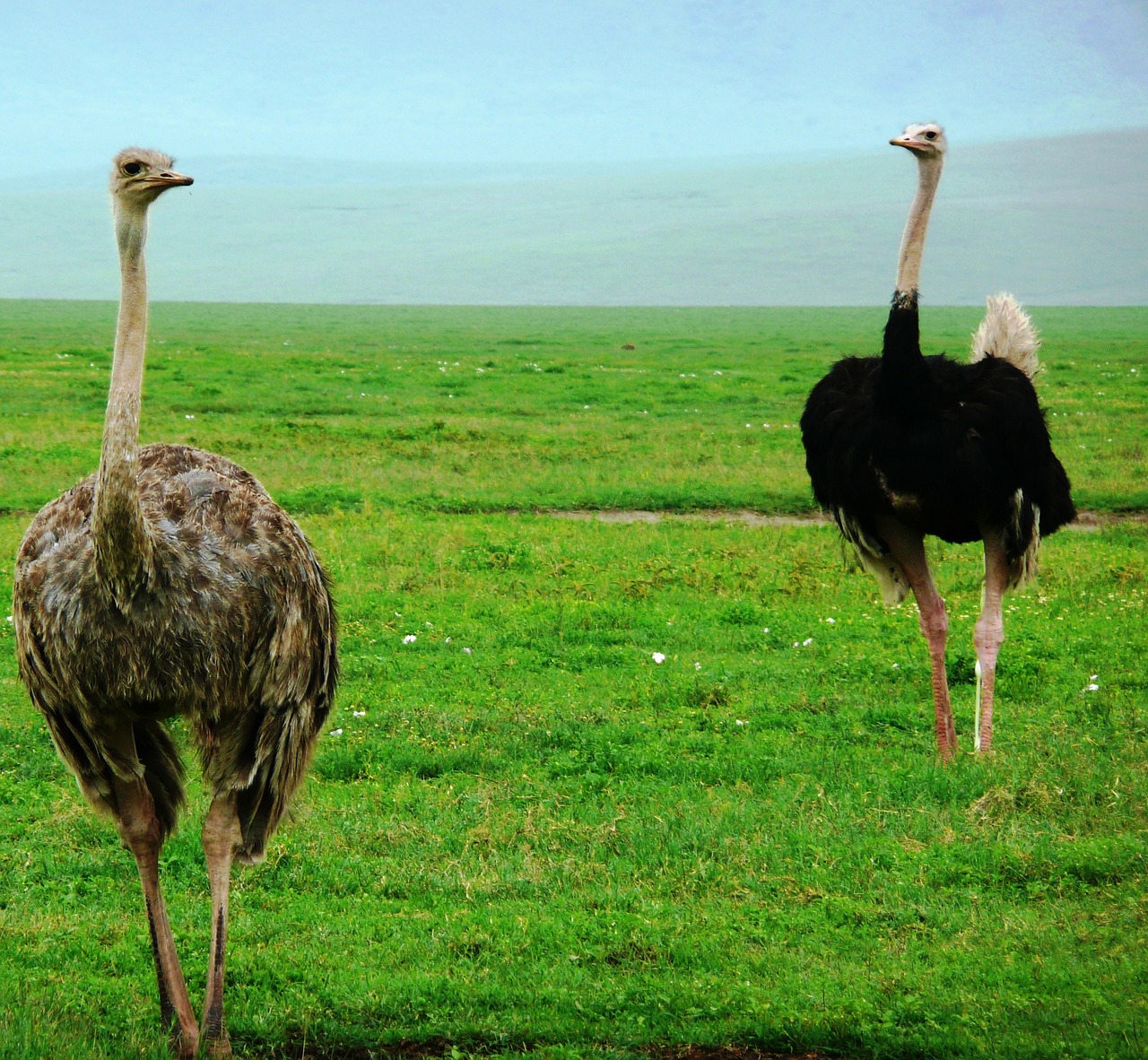 ostriches birds fauna free photo