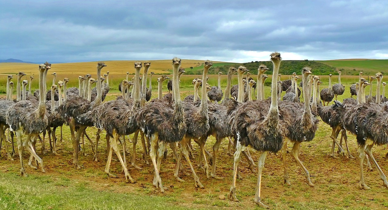 ostriches birds bouquet free photo