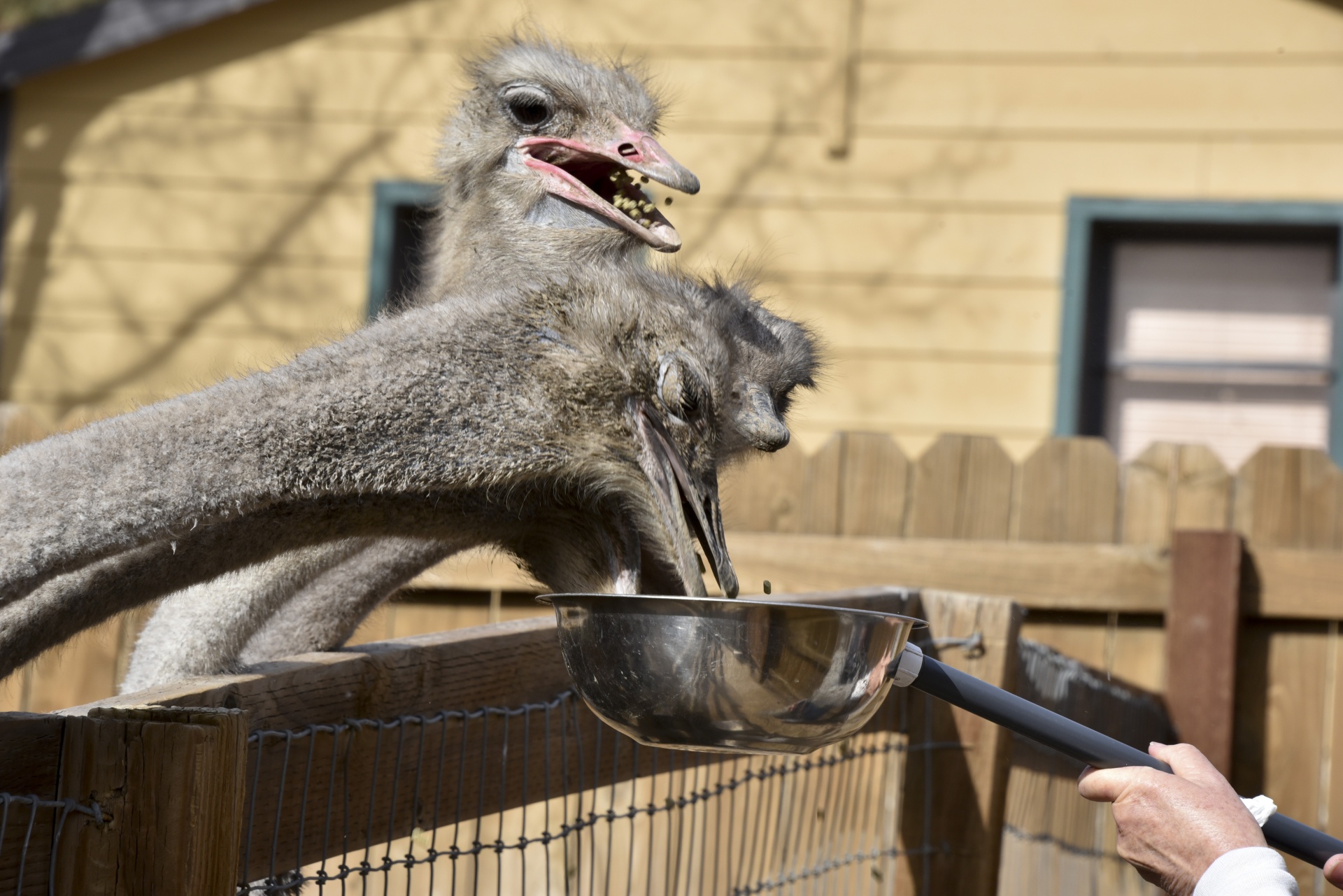 ostriches eating bowl free photo
