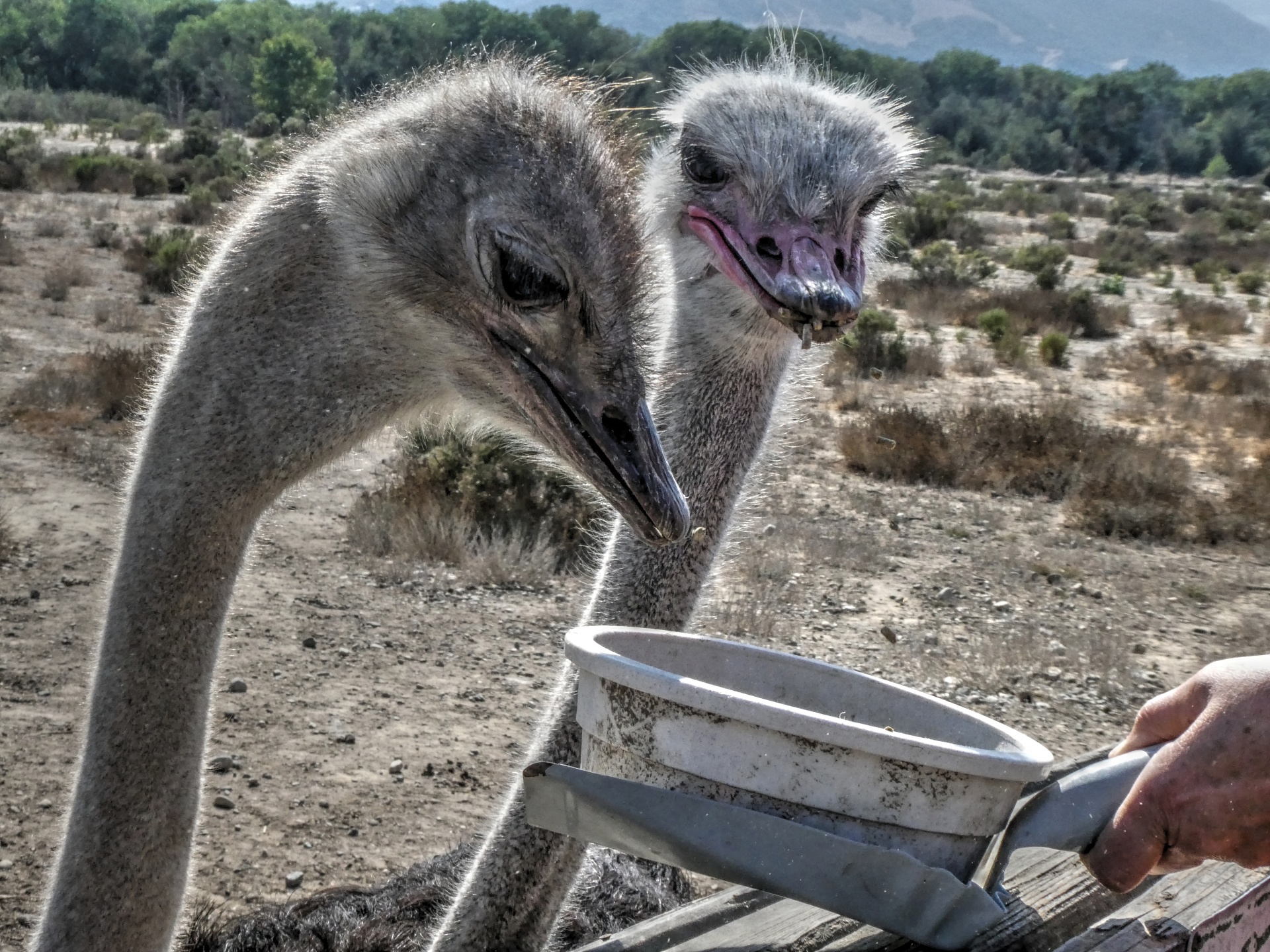 ostrich ostriches bird free photo