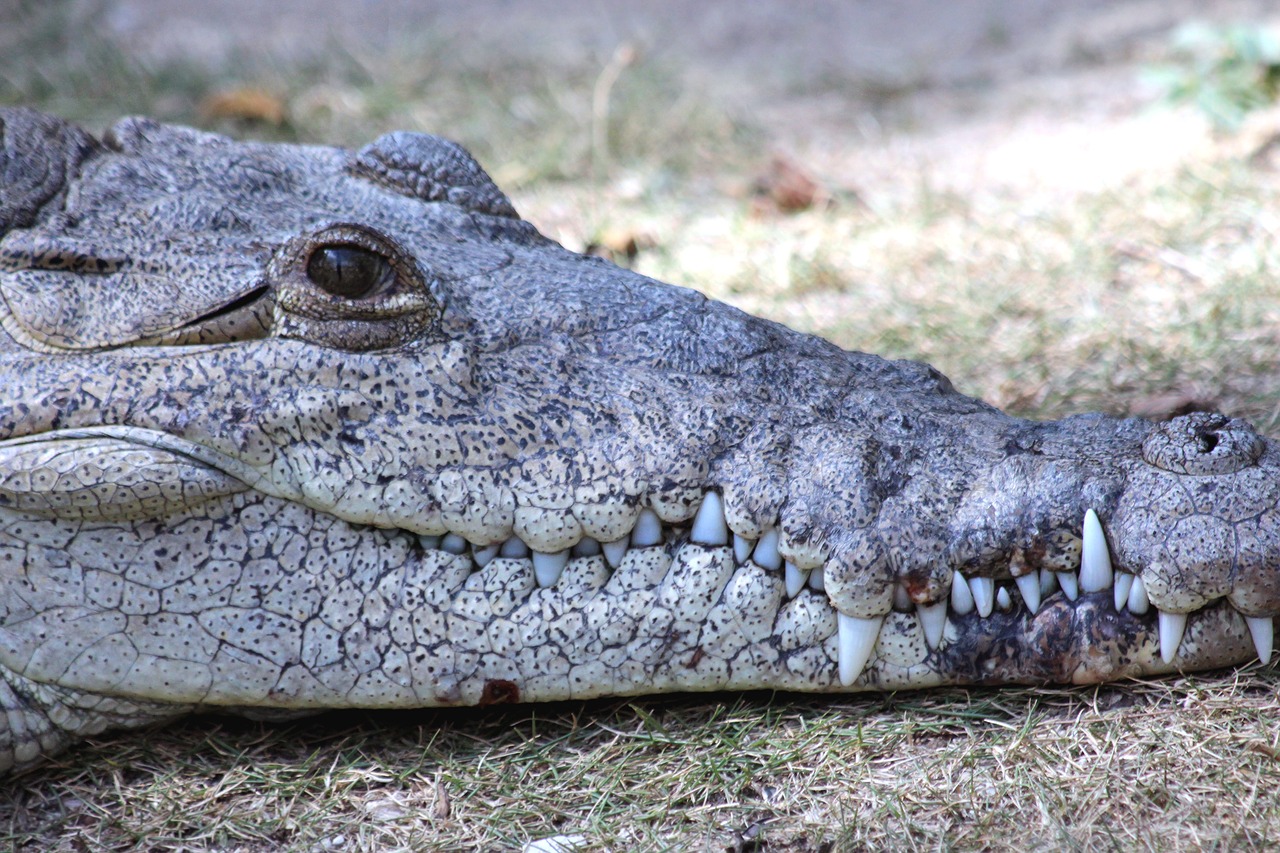 ostrorylyj crocodile crocodylus acutus crocodile free photo