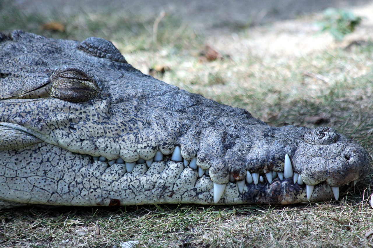ostrorylyj crocodile crocodylus acutus nature free photo