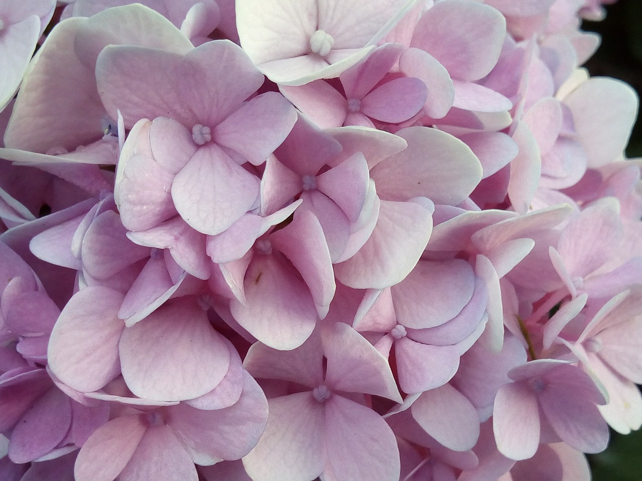 other training offerings hydrangea flowers jia nature free photo