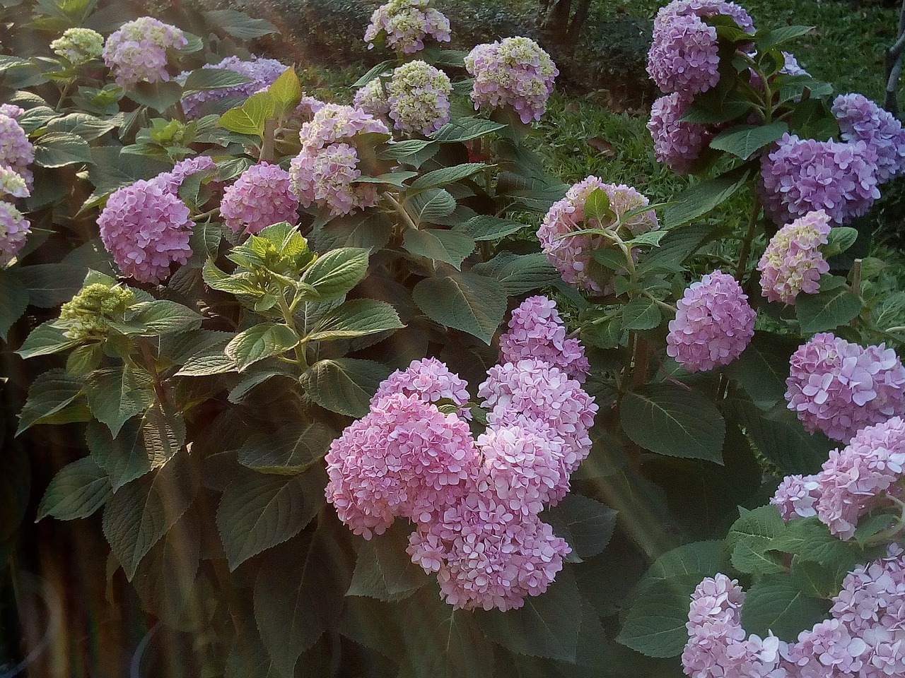 other training offerings hydrangea flowers jia nature free photo