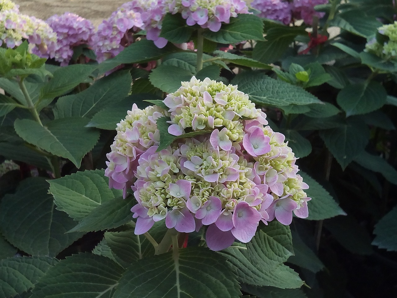 other training offerings hydrangea flowers jia nature free photo