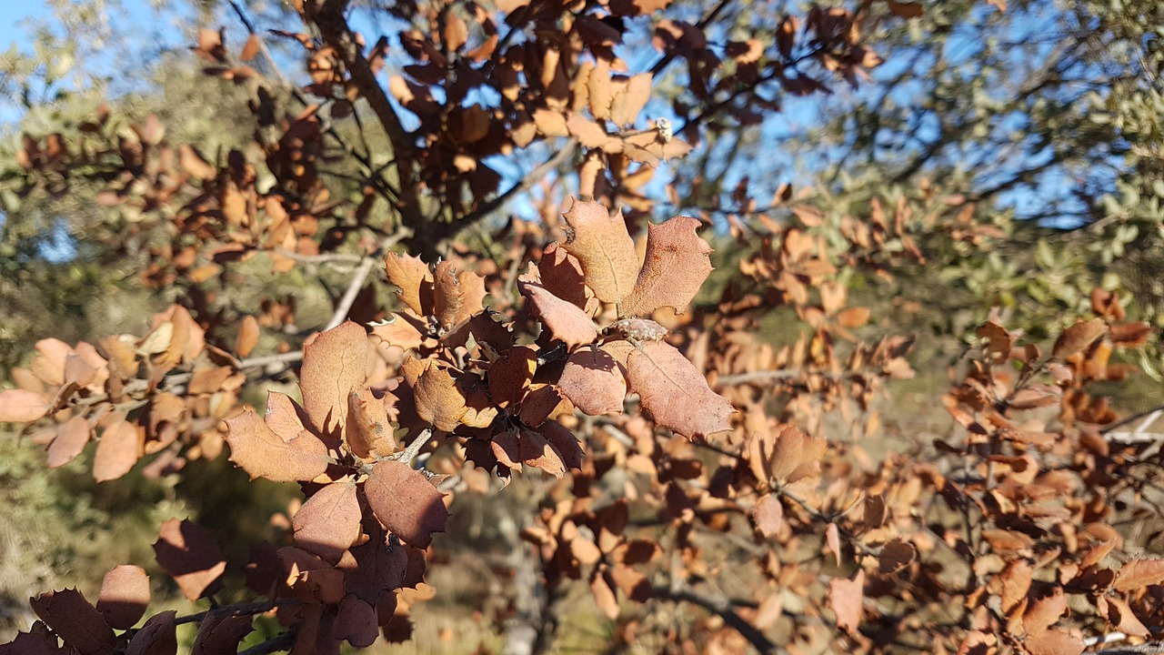 otoño autumn nature free photo