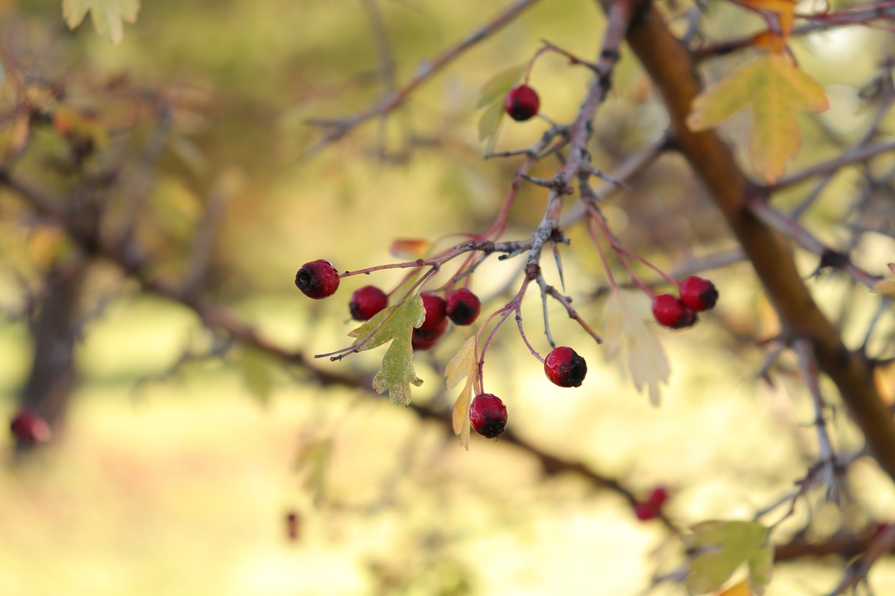 otoño  autumn leaves  season free photo