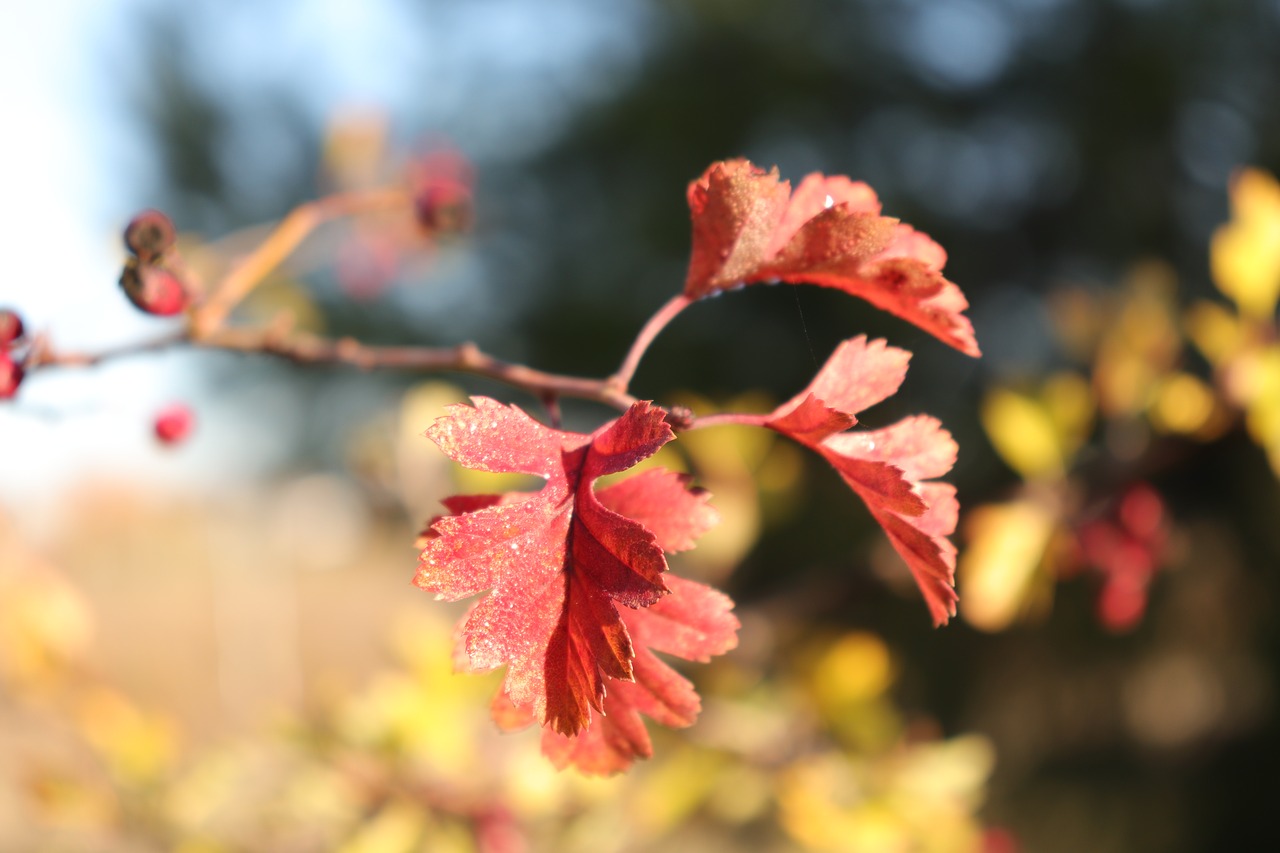 otoño  autumn leaves  season free photo