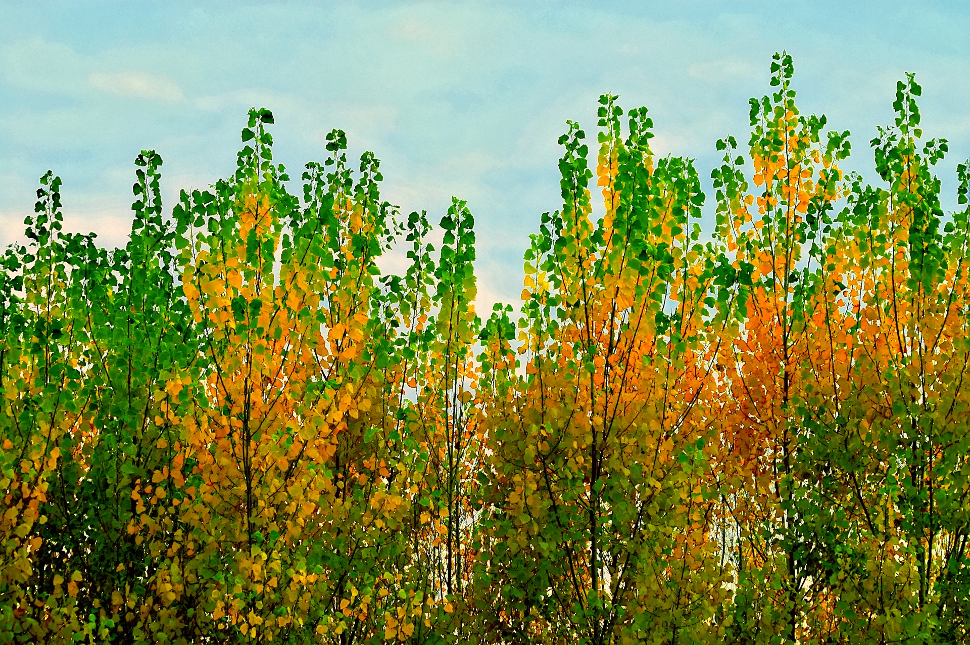 nature trees leaves free photo