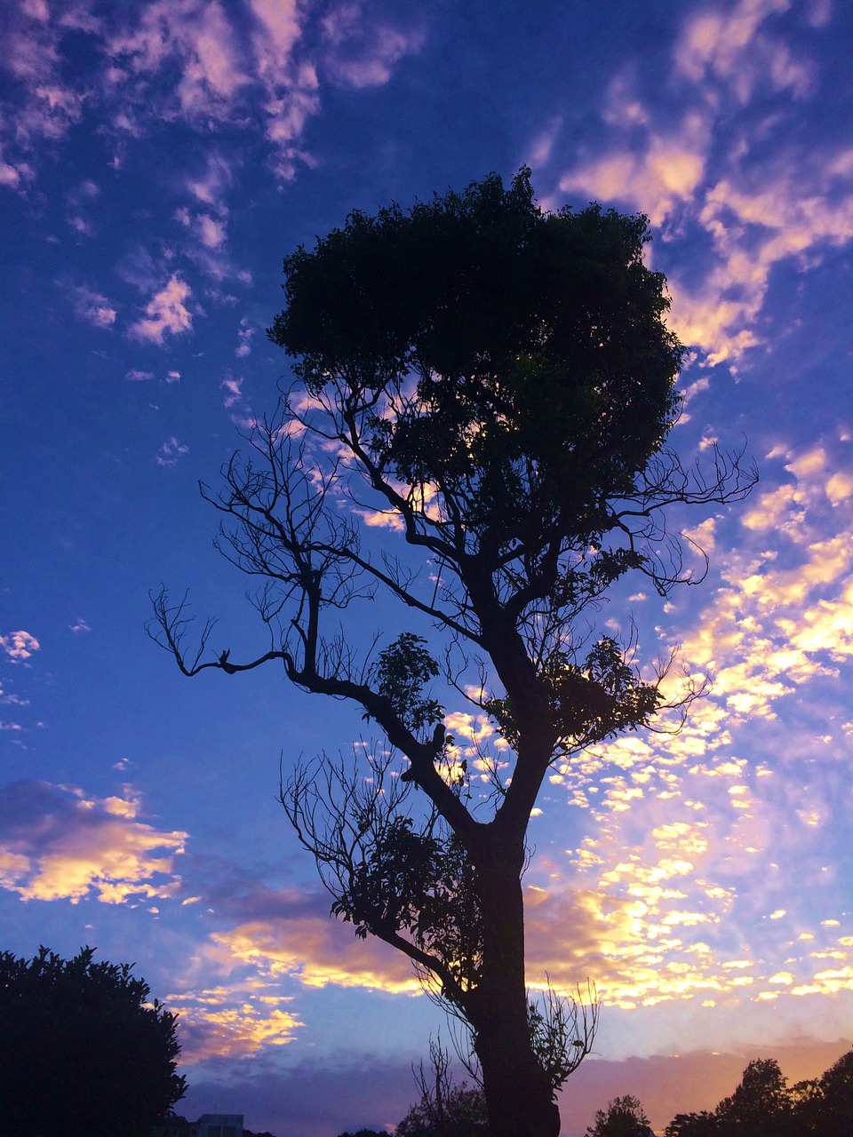 otsu park sunset autumn free photo