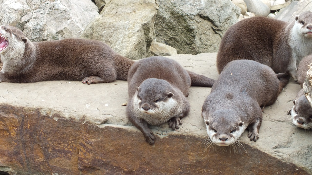 otters animals zoo free photo